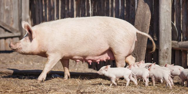 Если у вас будут налажены каналы сбыта мяса и сала, а кормовая база будет обходиться не слишком дорого, свиноводство действительно станет очень выгодным Если у вас будут налажены каналы сбыта мяса и сала, а кормовая база будет обходиться не слишком дорого, свиноводство действительно станет очень выгодным