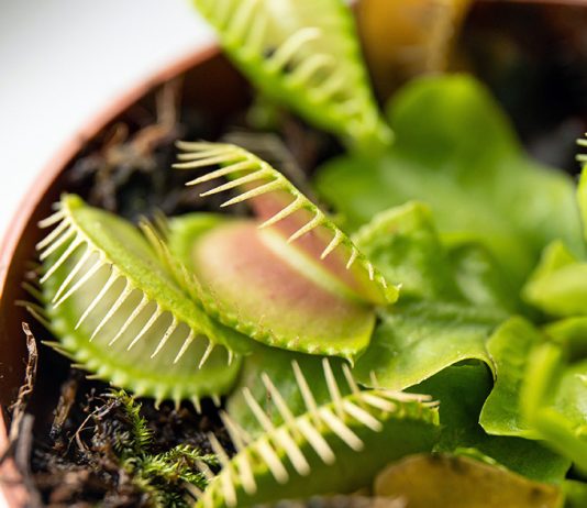 Комнатные охотники на насекомых: 5 хищных растений для вашей коллекции
