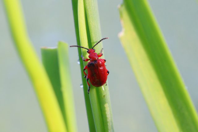 Листоед луковый (Lilioceris merdigera) Листоед луковый (Lilioceris merdigera)