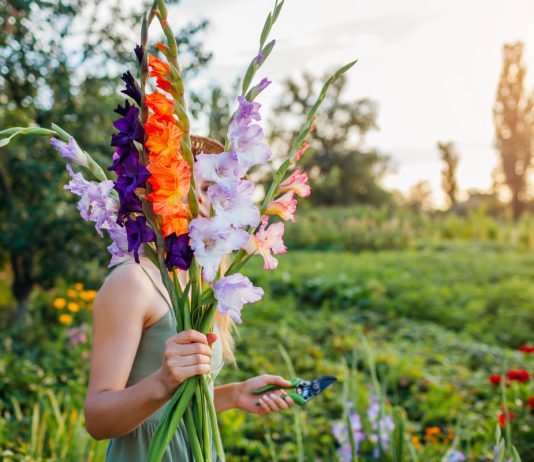 «Переопыление» гладиолусов и прочие байки — разрушаем популярные мифы