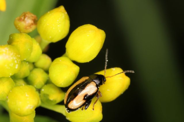 Блошка волнистая (Phyllotreta undulata) Блошка волнистая (Phyllotreta undulata)