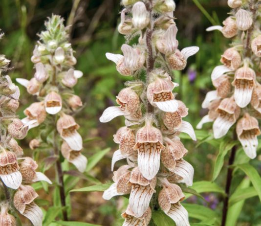 Посадите наперстянку шерстистую — мой опыт выращивания необычного вида