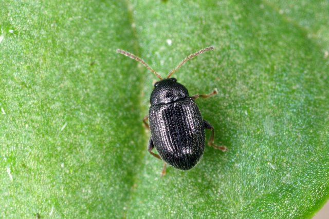 Смарагдина виноградная (Smaragdina affinis) Смарагдина виноградная (Smaragdina affinis)