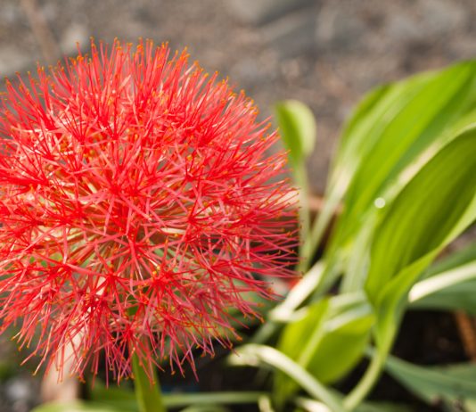 Редкая и опасная кровавая лилия — как вырастить яркий экзот на своем подоконнике