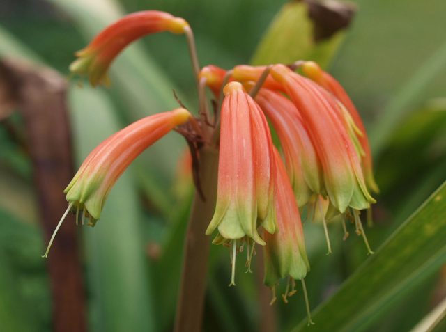 Кливия гарденийская (Clivia gardenii), или гардения, или гардении, — дикорастущий представитель рода