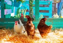 С чего начать разведение кур — пошаговый план для начинающих птицеводов