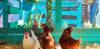 С чего начать разведение кур — пошаговый план для начинающих птицеводов