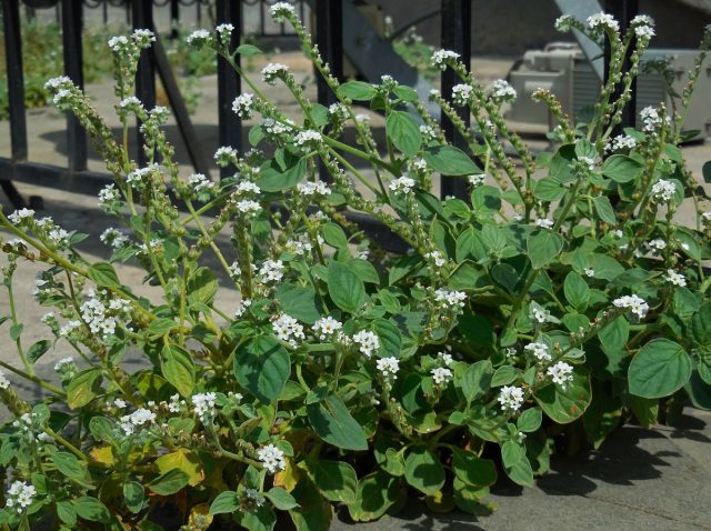 Гелиотроп европейский (Heliotropium europaeum)