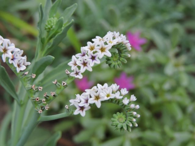 Гелиотроп соляной (Heliotropium curassavicum)