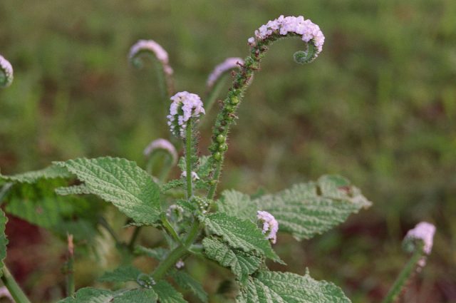 Гелиотроп индийский (Heliotropium indicum)