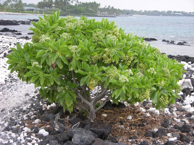 Гелиотроп древовидный (Heliotropium foertherianum)