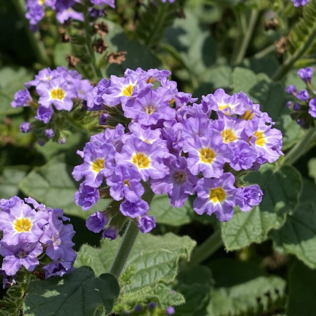 Гелиотроп «Лавандовый Августа™» (Heliotrope hybrid 'AUGUSTA ™ Lavender')