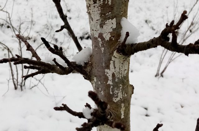 Плодовые образования на стволе колоновидной яблони Плодовые образования на стволе колоновидной яблони