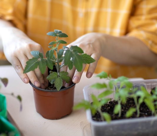 Здоровая и крепкая рассада томатов — это просто