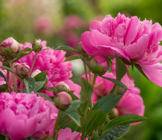 Знакомимся с цветком 2024 года — все о розовом молочноцветковом пионе