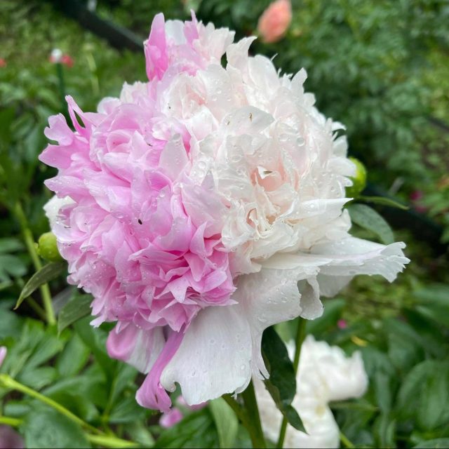 Пион молочноцветковый «Мистер Эд» (Paeonia lactiflora 'Mr. Ed')