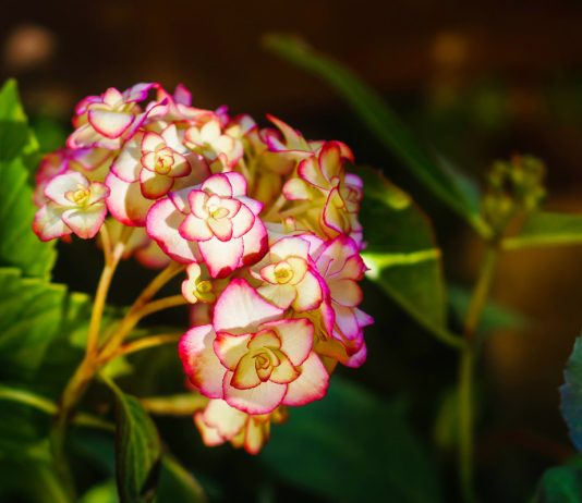 Безумно красивые сорта гортензии крупнолистной для комнатного выращивания