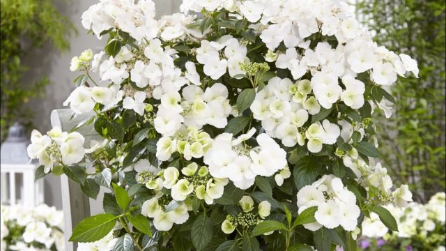 Гортензия крупнолистная «Ранэвей Брайд» (Hydrangea macrophylla ‘Runaway Bride’) Гортензия крупнолистная «Ранэвей Брайд» (Hydrangea macrophylla ‘Runaway Bride’)
