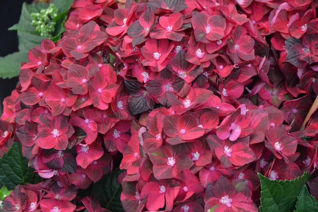 Гортензия крупнолистная «Мэджикал Руби Ред» (Hydrangea macrophylla ‘Magical Ruby Red’) Гортензия крупнолистная «Мэджикал Руби Ред» (Hydrangea macrophylla ‘Magical Ruby Red’)