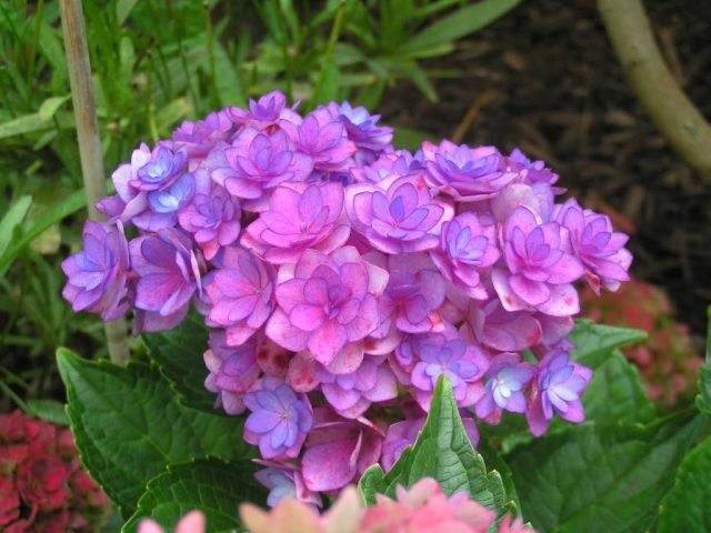 Гортензия крупнолистная «Форевер энд Эвер» (Hydrangea macrophylla ‘Forever & Ever’) Гортензия крупнолистная «Форевер энд Эвер» (Hydrangea macrophylla ‘Forever & Ever’)