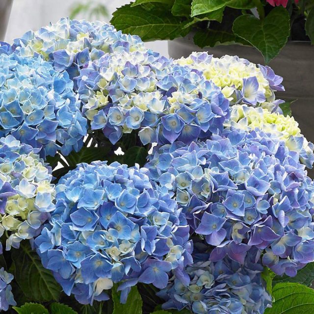 Гортензия крупнолистная «Мьюзик Блю Баллада» (Hydrangea macrophylla ‘Music Blue Ballad’) Гортензия крупнолистная «Мьюзик Блю Баллада» (Hydrangea macrophylla ‘Music Blue Ballad’)