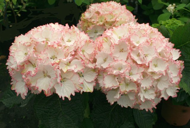Гортензия крупнолистная «Мэджик Клеопатра» (Hydrangea macrophylla ‘Magic Cleopatra’) Гортензия крупнолистная «Мэджик Клеопатра» (Hydrangea macrophylla ‘Magic Cleopatra’)