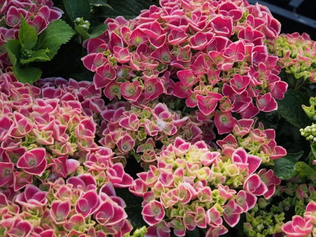 Гортензия крупнолистная «Камилла» (Hydrangea macrophylla ’Camilla’) Гортензия крупнолистная «Камилла» (Hydrangea macrophylla ’Camilla’)
