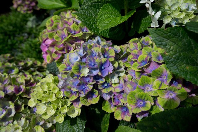 Гортензия крупнолистная «Мэджикал Аметист» (Hydrangea macrophylla ‘Magical Amethyst’) Гортензия крупнолистная «Мэджикал Аметист» (Hydrangea macrophylla ‘Magical Amethyst’)