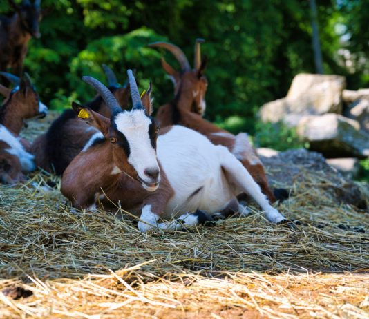 Что делать, если беременная коза не может встать на ноги?