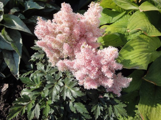 Астильба курчавая «Лилипут» (Astilbe crispa 'Lilliput')