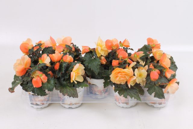 Бегония клубневая «Фрагрант Фоллс Пич» ('Fragrant Falls Peach')