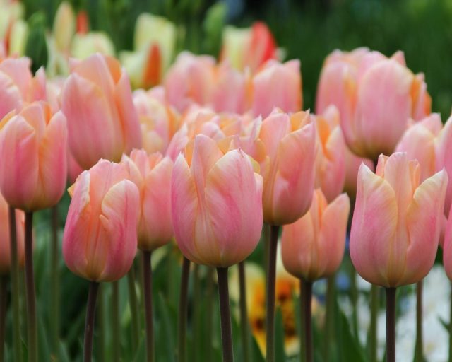 Тюльпан гибридный «Априкот Бьюти» ('Apricot Beauty')