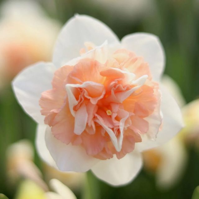 Нарцисс махровый «Флауэр Сюрпрайз» ('Flower Surprise')