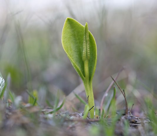 Настоящий цветок папоротника: декоративные спороносы, чтобы удивить гостей