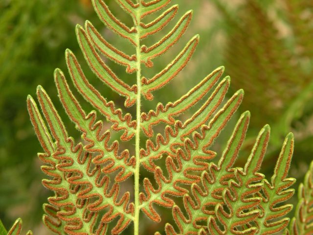 Сорусы орляка обыкновенного (Pteridium aquilinum) красиво ровными валиками окаймляют вайи по контуру листовых пластинок Сорусы орляка обыкновенного (Pteridium aquilinum) красиво ровными валиками окаймляют вайи по контуру листовых пластинок