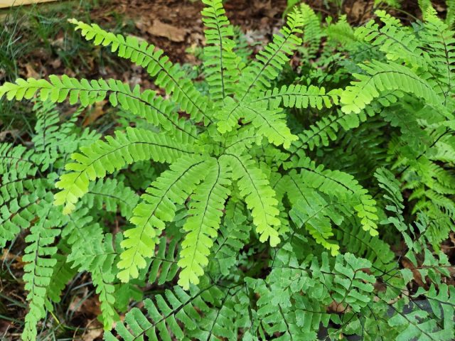 Адиантум стоповидный (Adiantum pedatum) умиляет сочетанием нежных невесомых листочков с блестящими «проволочными» жилками Адиантум стоповидный (Adiantum pedatum) умиляет сочетанием нежных невесомых листочков с блестящими «проволочными» жилками