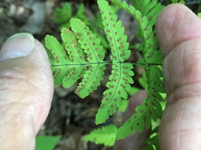 Голокучник обыкновенный (Gymnocarpium dryopteris) покрывальцами и шерстинками свои сорусы не балует. Они у него на обратной стороне вай располагаются параллельно жилкам Голокучник обыкновенный (Gymnocarpium dryopteris) покрывальцами и шерстинками свои сорусы не балует. Они у него на обратной стороне вай располагаются параллельно жилкам
