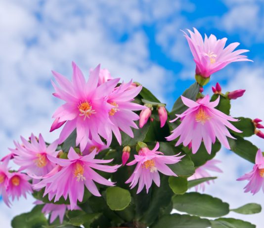 Цветок светлой Пасхи: все о пасхальнике, или рипсалидопсисе