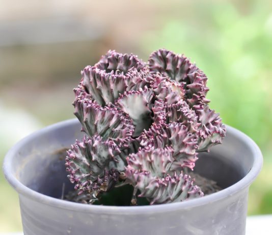 Цветы из будущего: 10 комнатных растений удивительных форм