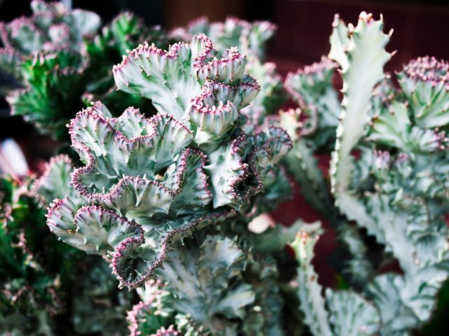 Молочай молочный кристата (Euphorbia lactea f. cristata)