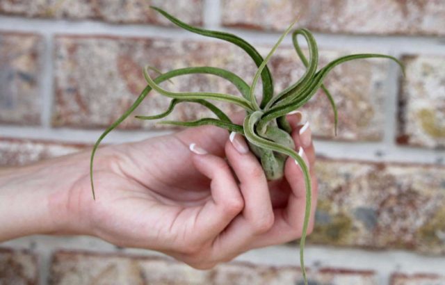 Тилландсия "Голова Медузы" (Tillandsia caput-medusae)