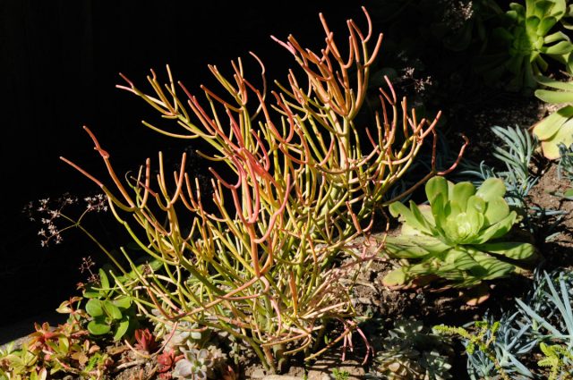 Молочай тирукалли (Euphorbia tirucalli)
