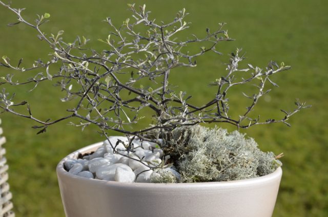 Корокия кизильниковая (Corokia cotoneaster)