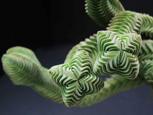 Крассула "Храм Будды" (Crassula 'Buddha's Temple')