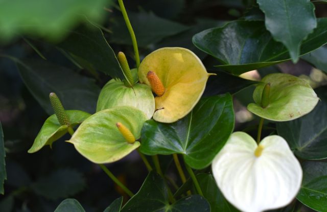Антуриум Андре “Ванилла” (Anthurium andraeanum ‘Vanilla’) Антуриум Андре “Ванилла” (Anthurium andraeanum ‘Vanilla’)