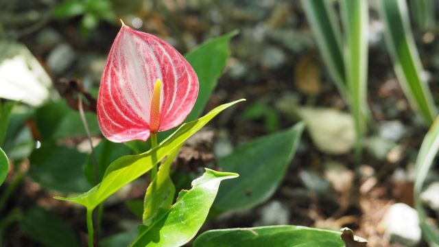 Антуриум Андре “Ливиум” (Anthurium andraeanum ‘Livium’) Антуриум Андре “Ливиум” (Anthurium andraeanum ‘Livium’)