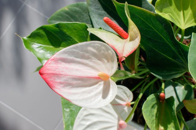 Антуриум Андре “Мистик” (Anthurium andraeanum ‘Mystique’) Антуриум Андре “Мистик” (Anthurium andraeanum ‘Mystique’)