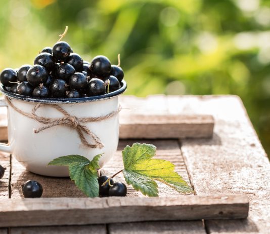 Гигантские ягоды черной смородины — 10 самых крупноплодных сортов - Сад и огород Гигантские ягоды черной смородины — 10 самых крупноплодных сортов
