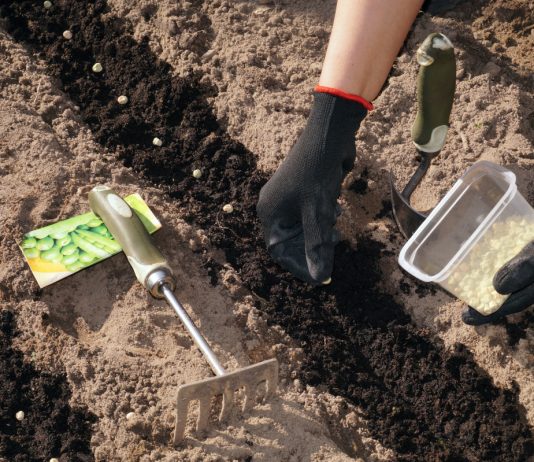 Идеальный посев семян в открытый грунт — сильные растения без рассады - Цветник и ландшафт Идеальный посев семян в открытый грунт — сильные растения без рассады