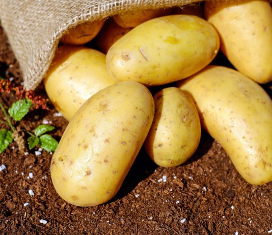 Как надежно защитить картофель от вредителей и парши